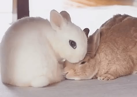 Cute Bunny Gif, Cutest Bunny Ever, Sleeping Bunny, Cute Ideas, Baby Bunnies, Cute Little Animals, 귀여운 동물, Cute Funny Animals, Cute Bunny