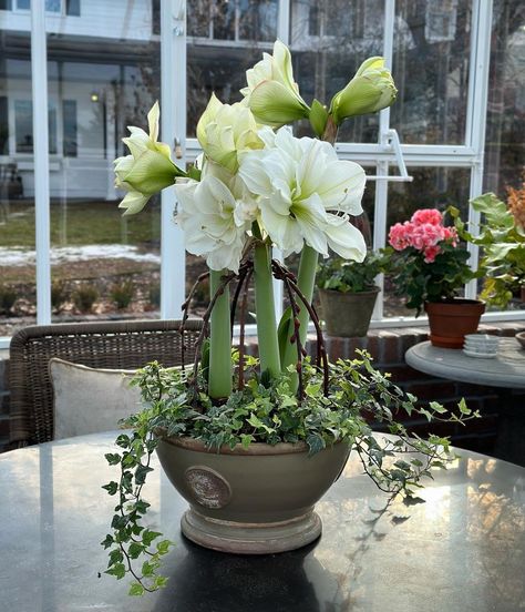 Amaryllis Planting Ideas, Amaryllis Arrangement Christmas, Amaryllis Arrangement, Amaryllis Christmas, Hotel Flower Arrangements, White Amaryllis, Gorgeous Plants, Garden Answer, Hotel Flowers