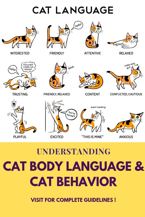 Cat Emotions, Cat Age Chart, Cat Body Language, Cat Behavior Chart, Cats Behavior, Help Cat, Katt Diy, Cat Behavior Facts, Cat Behavior Problems