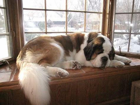 15 Cutest Sleeping Saint Bernards Perros Chow Chow, Big Fluffy Dogs, St Bernards, Saint Bernards, St Bernard Puppy, St Bernard Dogs, Bernard Dog, Fluffy Dogs, St Bernard