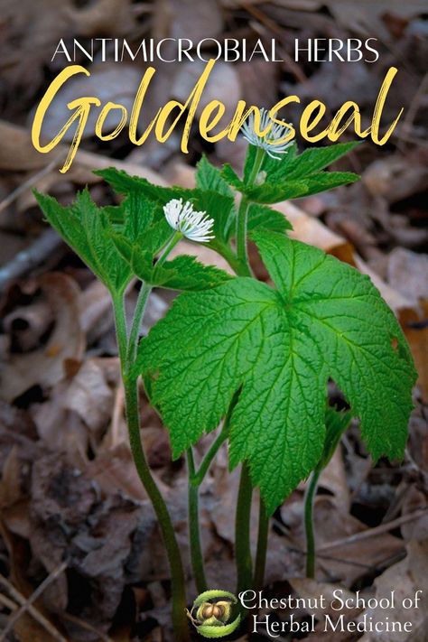 Golden Seal Benefits Natural Remedies, Goldenseal And Echinacea Benefits, Benefits Of Goldenseal, Fleabane Medicinal Uses, Goldenseal Root Benefits, Goldenseal Plant, Goldenseal Benefits, Native American Remedies, Native American Herbs