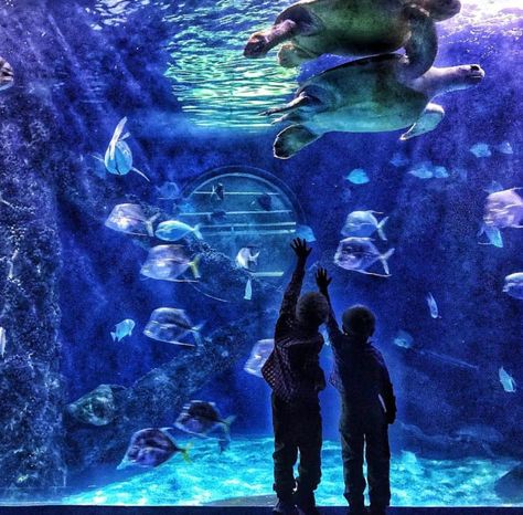 Top Indoor Activities in Virginia Beach | Visit Virginia Beach Visit Virginia, Beach Aquarium, Marine Science, Virginia Travel, Outside Activities, Titans Anime, Door Upgrade, Being Good, Science Center