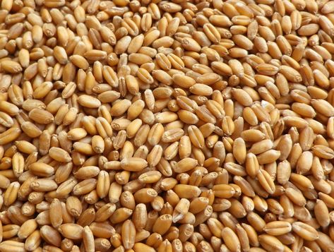 Wheat Seed Market By Type (Hard Red Winter Wheat, Hard Red Spring Wheat, Soft Red Winter Wheat, White Wheat, Durum Wheat), Application Wheat Seeds, Growing Wheat Grass, Healthy Eggs, Yellow Corn, Wheat Berries, Fall Garden, Wheat Grass, Winter Squash, Summer Squash