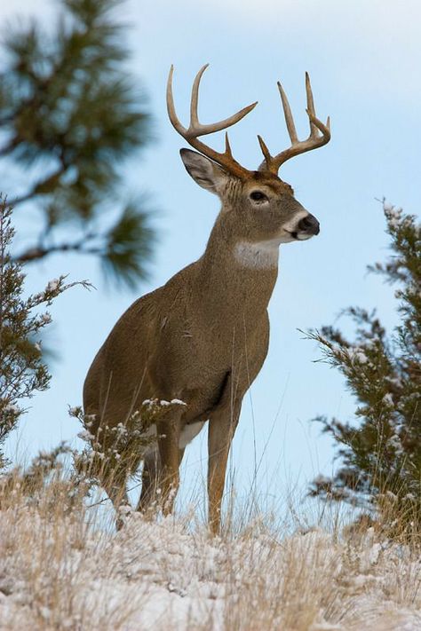 Whitetail Deer Photography, Buck Photography, Deer Pics, Deer Taxidermy, Elk Pictures, Whitetail Deer Pictures, Water Deer, Animal Infographic, White Moose