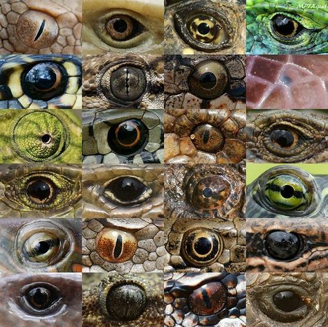 Reptile eyes Raising Tortoises, Reptile Eyes, Chameleon Eyes, Reptile Eye, Dragon Anatomy, Rabbit Cages, Eyes Art, Alien Concept Art, Dragon Eye