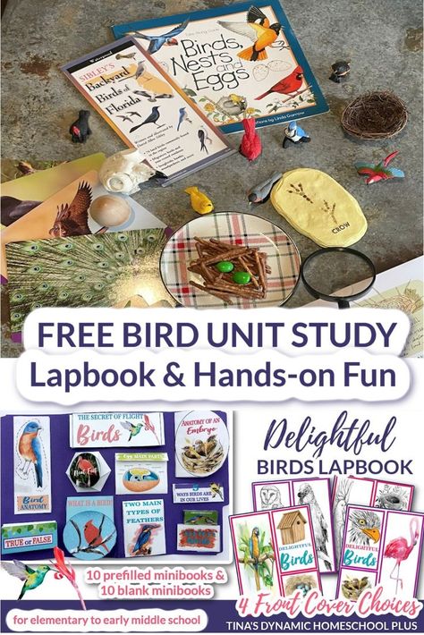 Free Bird Unit Study and Lapbook And Fun Edible Bird Nests Edible Birds Nest, Lapbook Ideas, Bird Nest Craft, Discovery Day, Unit Studies Homeschool, Bird Nests, Homeschool Freebies, What Is A Bird, Nature School