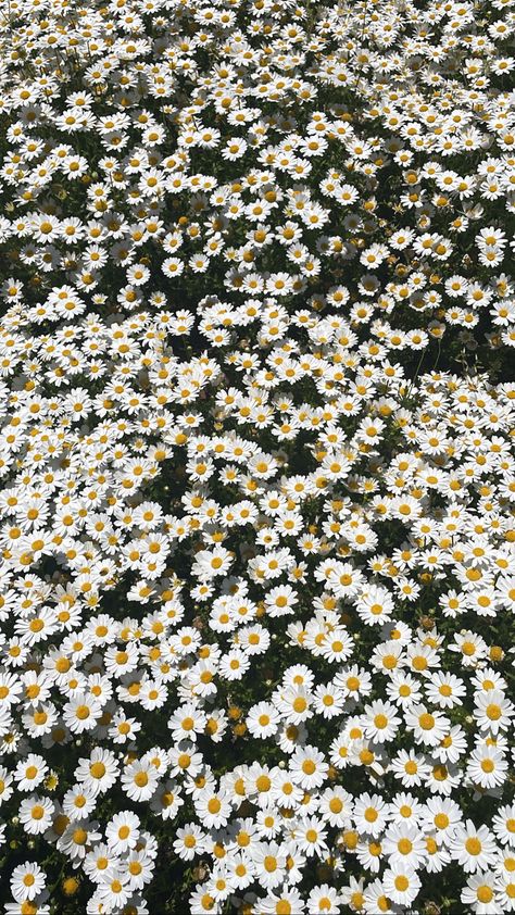 #flowers #daisy #daisies Spring Backgrounds, Flowers Daisy, Wallpaper Iphone Boho, Daisy Wallpaper, Spring Background, Iphone Backgrounds, Picture Collage Wall, Daisy Flowers, Dream Room Inspiration