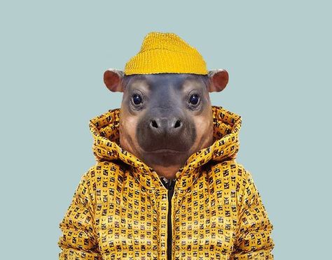 Incredibly Cute Portraits of Baby Animals Dressed Like Humans | My Modern Met | Bloglovin’ Animals Wearing Clothes, Pygmy Hippopotamus, Bornean Orangutan, Human Zoo, Fox Pups, African Bush Elephant, African Giraffe, Exotic Shorthair Cat, Exotic Shorthair