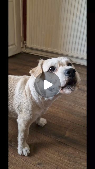 Paul Cooper on Instagram: "Deefa has been Barred from the pub. #funnyreelsvideo #talkingpets #funnydog #talkingdog" Talking Dogs Funny Video, Talking Dog Video, Funny Talking Dog, Talking Dog, Dogs Funny, The Pub, Dog Videos, Funny Dog Videos, Spare Room