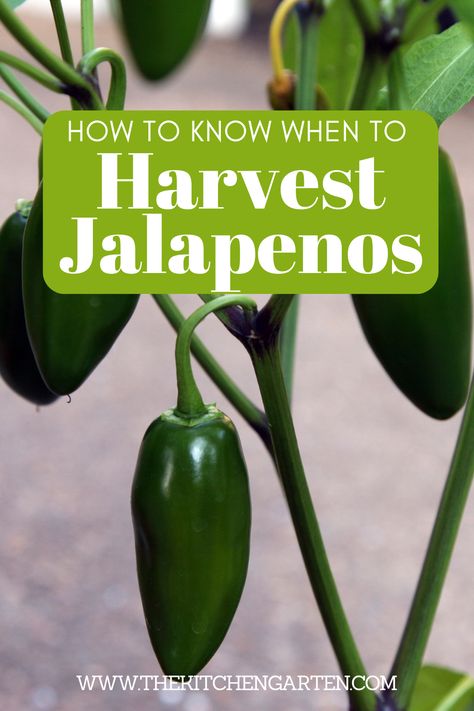 Grow Jalapenos From Seed, How To Grow Jalapenos, Grow Jalapenos, Growing Jalapenos, Jalapeno Plant, Growing Hot Pepper, Small Farming, Regrow Vegetables, Growing Peppers