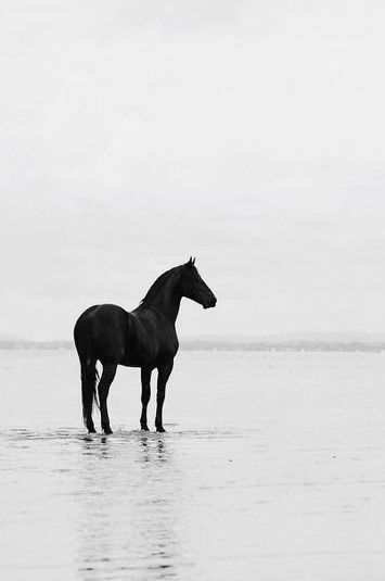 11/2/18 Black Horse Pictures, Black Stallion, Black Horses, Majestic Horse, All The Pretty Horses, Equine Photography, Horse Life, Black Horse, Horse Photos