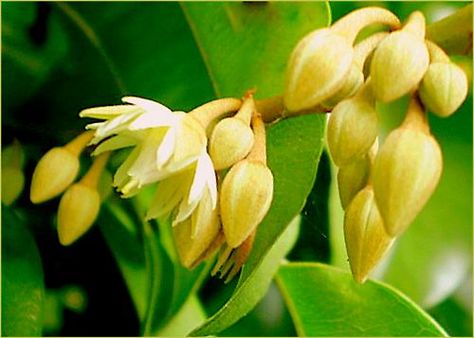 Fragrant Flower Bakula Spanish Cherry Bakul Molsri - Rare Tropical Spanish Cherry Flower, Spanish Cherry, Cherry Flowers, Monsoon Season, Cherry Flower, Flower Tree, Forest Garden, Fragrant Flowers, Flower Motif