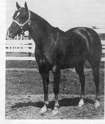 Barbara Star; 1948; chestnut mare; (Star Duster x  Gold Hen); Breeder: Quentin… Halter Horse, Aqha Horses, Chestnut Mare, Famous Horses, American Pharoah, Horse Pics, Horse Halter, Quarter Horses, Honor Roll