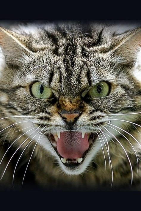 Cat Snarling Reference, Cat Muzzle Reference, Long Muzzle Cat, Expressive Animals, Cat Hissing, Hissing Cat, Aggressive Cat, World Rabies Day, Cat Muzzle