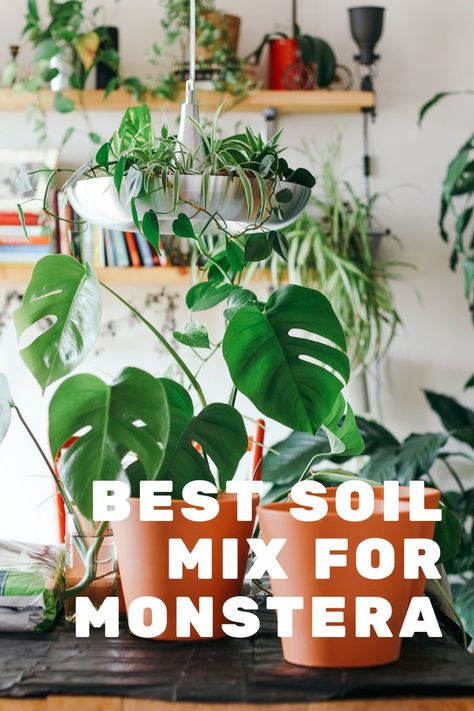 Soil Mix For Monstera Deliciosa, Potting Monstera Deliciosa, Potting Mix For Monstera, Monstera Potting Soil, How To Repot Monstera Deliciosa, How To Plant Monstera, Best Pot For Monstera, Tropical Plant Soil Mixture, Monstera Plant Soil