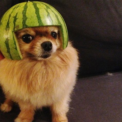 Dogs Wearing Watermelon Helmets Dog Helmet, Fluffy Dog Breeds, Dog Icon, Cartoon Girl Drawing, Fluffy Dogs, Pet Fashion, Dog Wear, Crazy Dog, Animal Jokes