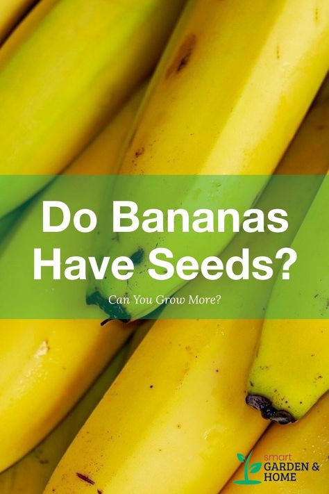 How To Grow Bananas From Fruit, How To Grow A Banana Tree From A Banana, Grow Banana Tree, Lemon Tree From Seed, Banana Seeds, How To Grow Bananas, Banana Uses, Growing Ginger, How To Grow Your Hair Faster