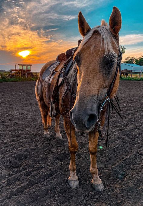 horse! follow me, tonight we rode into the sunset! :) Horses Barrel Racing, Horse Tack Western, Your The One, Western Horse Riding, Horses Western, Ranch Horse, Western Horses, Cute Horse Pictures, Palomino Horse