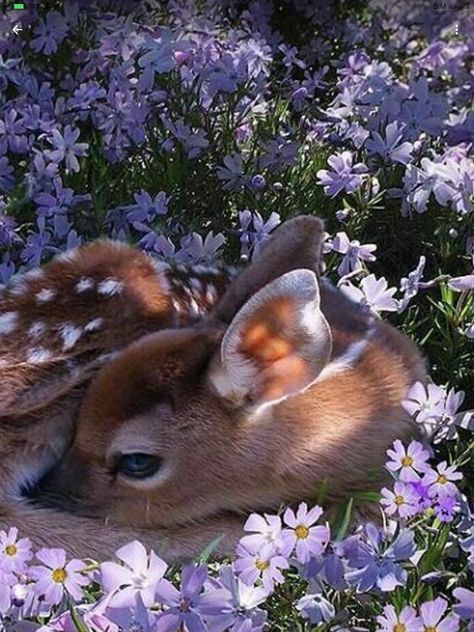 Fantasy Magic, Pretty Animals, Baby Deer, Cute Wild Animals, Cute Animal Photos, Cute Animal Pictures, Animal Photo, Cute Little Animals, 귀여운 동물