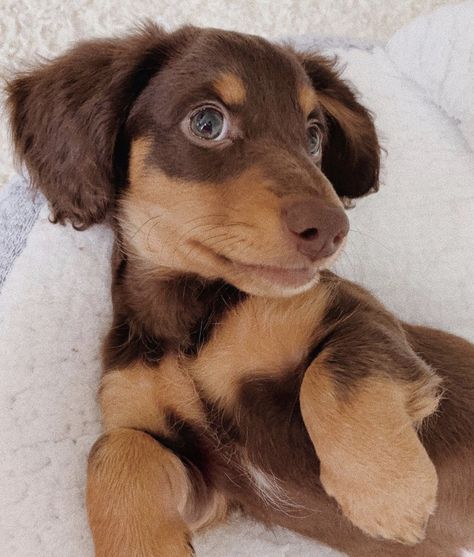 image is not mine!! via @/Luca.thedachsund on Instagram #dog #dogs #puppy #cute #adorable #sweet #puppies #dachshund #pet #pets #aesthetic #doglovers Dashund Puppy Aesthetic, Dachshund Aesthetic, Pets Aesthetic, Trying For A Baby, Big Dogs Breeds, Biggest Dog In The World, Puppies Dachshund, Daschund Puppies, Biggest Dog