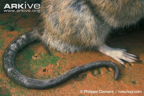 Brown-rat-tail. Demon Inspiration, Rat Photos, Norway Rat, Street Animals, Brown Rat, Rat King, Animal Tails, Charlotte's Web, Rat Tail