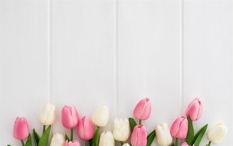 Wallpapers Tulips, Rose Gold Wallpaper Iphone, Tulips Spring, Gold Wallpaper Iphone, White Boards, Pictures For Desktop, Flowers Tulips, Rose Gold Wallpaper, Iphone Wallpaper Glitter