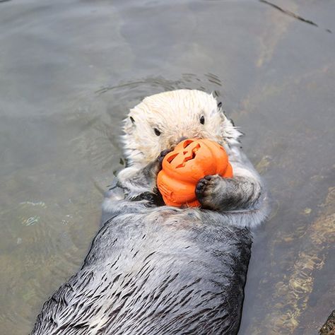 Happy Halloween, Sea Otter! — The Daily Otter Halloween Otter, Sea Otter, Ocean Animals, Oregon Coast, Jack O, Cute Funny Animals, Otters, Jack O Lantern, Happy Halloween