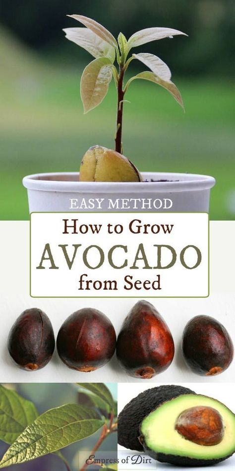 Grow Almonds, Grow Avocado From Seed, Avocado From Seed, Avocado Growing, Plantarea Legumelor, Avocado Plant, Grow Avocado, Avocado Seed, Green Houses