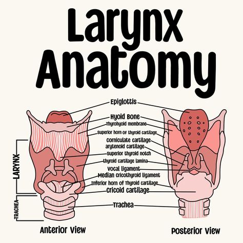 larynx anatomy🩻 . . . . . . . . . . #sIp #speechpathology #sIpgradstudent #sIpgradschool #gradstudent #Speechtherapy #sIpgradlife #speechlanguagepathology #speechlife #slptobe #bilingualslp #cuethespeech #aestheticanatomy #slpaesthetic #lifeisspeechie #fixasha #slpfinds #slpmusthaves #speechfinds #speechie #slpanatomy #anatomy Larynx Drawing, Speech Anatomy, Slp Outfits, Larynx Anatomy, Study Tactics, Slp Office, Praxis Study, Speech Therapy Tools, Medical Stickers