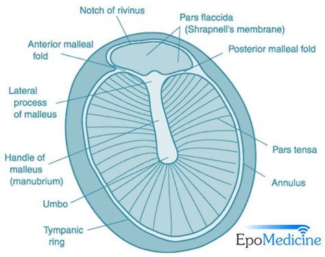 Tympanic Membrane, Ear Canal, Anatomy And Physiology, Anatomy, Pie Chart, Ring