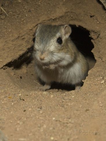 Expensive Food, Kangaroo Rat, Desert Animals, Mouse Rat, Family Pets, Chinchillas, Gerbil, Animal Coloring Books, Sonoran Desert