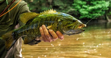 Our Top 5 Hottest Fly Patterns for Smallmouth Bass | Outdoor Life Bass Tips, Fishing Basics, Fly Fishing Shirts, Trout Fishing Tips, Fly Casting, Fishing 101, Small Mouth, Fly Fishing Tips, Bass Fishing Tips