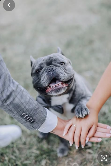 French Bulldog Engagement Photos, Engagement Photos With French Bulldog, Wedding Couple With Dog, French Bulldog Photoshoot, Wedding Photos With Dogs, Frenchie Wedding, French Bulldog Wedding, Wedding With Dog, Dog Wedding Photos