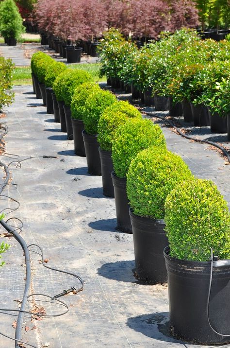 Dwarf English boxwood 15.99 - 20% evergreen, sun but shade from hot afternoon sun grows 1-2" per year. Plant in spring, in well-drained, sandy loam, at a high spot in the garden, or it can suffer from root rot. Garden Shrubs Evergreen, English Boxwood, Driveway Edging, Boxwood Landscaping, Buxus Sempervirens, Box Wood Shrub, Boxwood Garden, Yard Plants, Peaceful Space