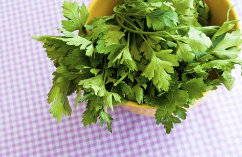 A bowl of fresh parsley and cilantro on pink gingham. Parsley Tincture, Cilantro Benefits, Parsley Benefits, Health Post, Healthy Herbs, Herbal Tinctures, Tea Benefits, Holistic Remedies, Healing Herbs