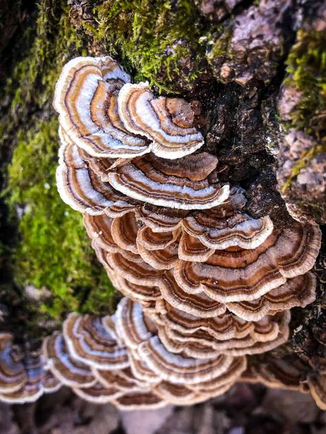 Turkey Tail Mushrooms, Mushroom Core, Chicken Of The Woods, Turkey Tail Mushroom, How To Make Turkey, Mushroom Pictures, Turkey Tail, Mushroom Tattoos, Mushroom Coffee