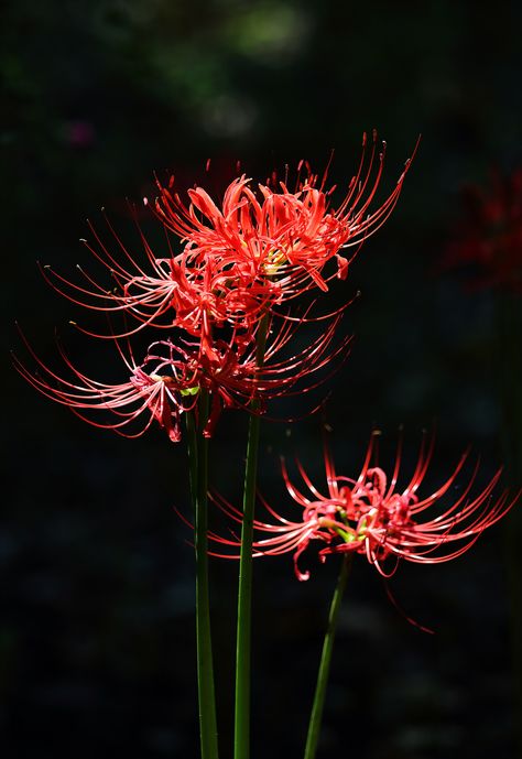 https://flic.kr/p/xRU443 | spider lily Red Lily Spider, Lycoris Radiata, Spider Lilies, Lilies Drawing, Lily Wallpaper, Red Spider Lily, Red Roses Wallpaper, Spider Lily, Red Spider