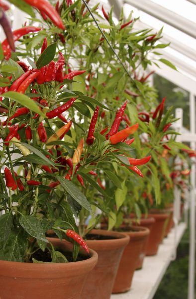 Peppers Growing, Growing Hot Pepper, Grow Peppers, Gemüseanbau In Kübeln, Patio Container Gardening, Vegetables In Pots, Chilli Plant, Growing Peppers, نباتات منزلية