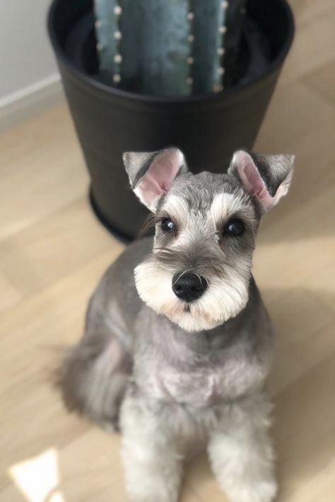 #minischnauzers #miniatureschnauzer #schnauzer Dog Mom Aesthetic, Dog Easter Basket, White Miniature Schnauzer, Dog Easter, Schnauzer Grooming, Mini Schnauzer Puppies, Schnauzer Art, Standard Schnauzer, Aesthetic Dog