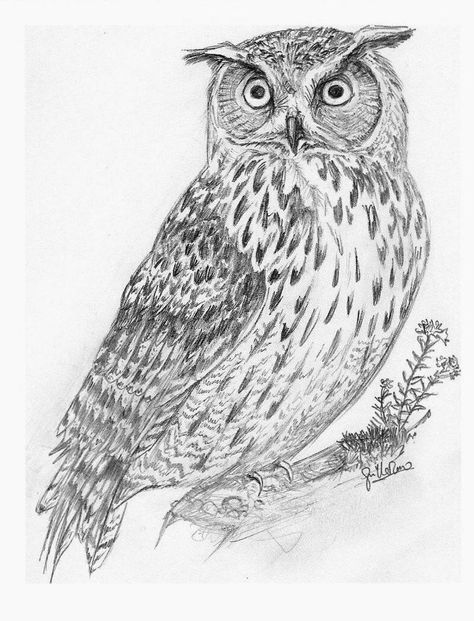 #OwlTattoo #CuteOwlTattoo #OwlInk #OwlTattooDesign #OwlTattooArt #InkedOwls #OwlTattooIdeas #OwlTattooLove #TattooInspiration #AnimalTattoos Bird Pencil Drawing, Tre Kunst, Animal Tattoo Ideas, Owl Artwork, Pencil Drawings Of Animals, Bird Sketch, Eagle Tattoos, Owls Drawing, Wood Burning Patterns