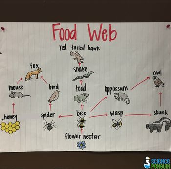 Food Web to use with "What if There Were No Bees?" Science and Literacy Integration. Food Webs Projects, Food Web Activities, The Science Penguin, Science Penguin, Science Anchor Charts, 7th Grade Science, 4th Grade Science, Science Lesson, 6th Grade Science