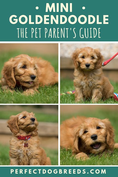 The Mini Goldendoodle size is usually between 14 to 17 inches tall, however this can vary from dog to dog. However the personality of the parent breeds results in a dog that loves to learn and will be very happy to please their owner. Read our breed guide for more information on Mini Goldendoodle training and appearance. #minigoldendoodlesize #minigoldendoodle #minigoldendoodletraining Goldendoodle Training, Mini Dogs Breeds, Mini Goldendoodles, Mini Golden Doodle, Miniature Dog Breeds, Mini Goldendoodle Puppies, Puppy Time, Mini Goldendoodle, Miniature Dogs