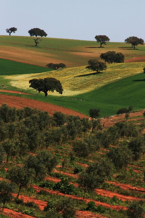 Cork Trees, Land Scapes, Fatima Portugal, Nature Reference, Tuscany Landscape, Places In Portugal, Portugal Algarve, Visit Portugal, Portugal Travel