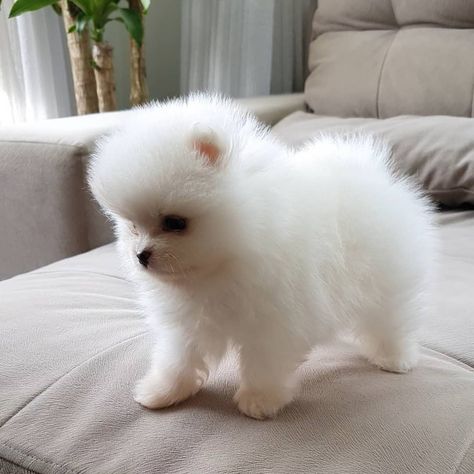 ilhote macho  Lulu da pomerânia  anão Disponível!!! ▪️ ▪️ ▪️ ▪️ ▪️ #luludapomerania #spitzpuppy #spitzagram #spitzclub #spitzalemaoanao Teddy Bear Pomeranian, Cute White Puppies, Pomeranian For Sale, Labrador Puppies For Sale, Transportation Business, Pomeranian Puppies For Sale, Pomeranian Puppy Teacup, Pomeranian Puppy For Sale, Free Puppies