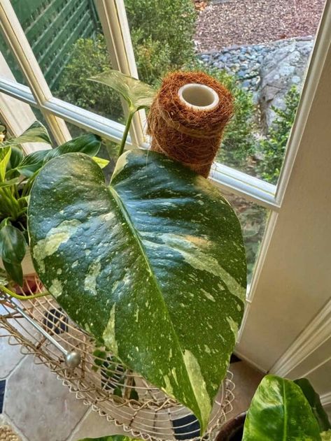 Thai Constellation Monstera, Monstera Care, Propagation Tips, Monstera Plant Care, Low Maintenance Indoor Plants, Monstera Thai Constellation, Seed Raising, Thai Constellation, Sacred Garden