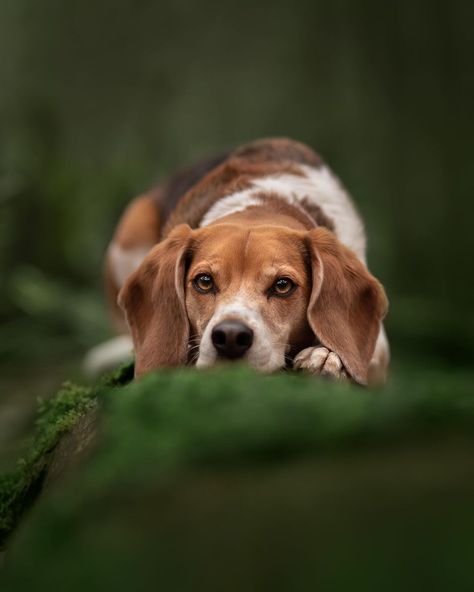 Creative Puppy Photography, Dog Photography Creative, Dog Owner Photoshoot, Pet Family Photos, Professional Dog Photography, Beagle Photography, Beagle Photoshoot, Dog Hiking Photography, Basset Hound Photoshoot