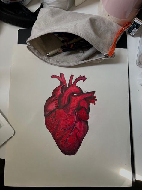 Heart Drawing Color, Human Heart Drawing Aesthetic, Palak Drawing, Human Heart Painting, Heart Drawing Aesthetic, Human Heart Painting Aesthetic, Heart Anotamy Art, Heart Anatomy Painting, Painting Of Human Heart