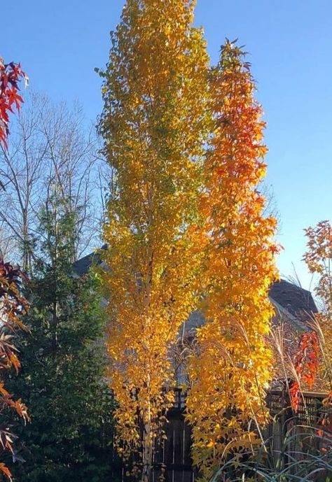 Columnar Trees: 10 Tall Skinny Species for Small Landscapes & Narrow Spaces Columnar Beech Tree, Columnar Maple Tree, Narrow Trees Small Spaces, Columnar Trees Privacy, Columnar Trees Landscapes, Ginko Tree Garden, Tall Narrow Evergreen Trees, Tall Narrow Trees For Privacy, Narrow Trees For Landscaping