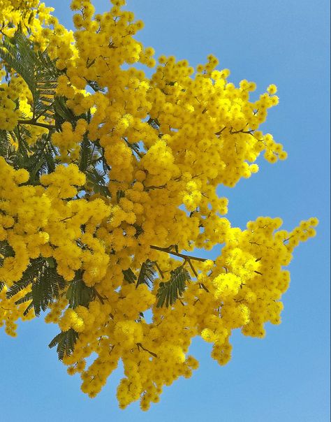 yellow aesthetic Green Plant Aesthetic, Flower College, Mimosa Tree, Mimosa Flower, Billy Buttons, Yellow Plants, Australian Native Flowers, Native Flowers, Kangaroo Paw