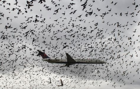 After an American Airlines flight ran into a flock during takeoff, we wondered: What does a bird strike mean for our safety? Beautiful Places In America, Travel In America, Space Objects, Bird Strike, Gallery Photography, Travel Facts, Places In America, Picture Editor, Airline Flights